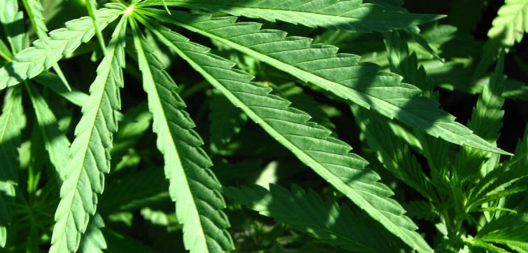 Marijuana-feat