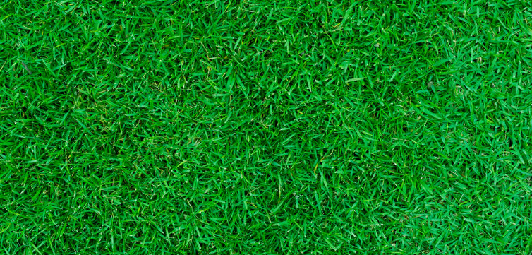 green lawn field quad feat
